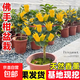 佛手柑盆栽金華佛手樹(shù)苗室內陽(yáng)臺庭院觀(guān)賞聞香擺放盆景清香除異味 精品老樁佛手盆栽（帶5個(gè)以上果子）