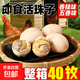 活珠子新鮮13天五香味開(kāi)袋即食香辣毛蛋活珠子40g熟鋼化蛋 40個(gè)裝【五香香辣混發(fā)】