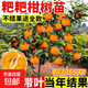 正宗粑粑柑四川春見(jiàn)樹(shù)苗丑橘杷杷柑桔子果樹(shù)果苗庭院種植四季結果 【帶土帶葉】5年苗（當年結果）死苗包賠