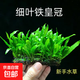 細葉鐵皇冠水草魚(yú)缸沉木石頭造景新手水草陰性好養活皇冠草 原生細葉鐵皇冠2片（高約6-10㎝）