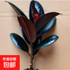 黑金剛橡皮樹(shù)盆栽家庭室內客廳四季長(cháng)青花卉凈化空氣綠色觀(guān)葉植物 30厘米2顆+肥料