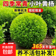 小葉黃楊球瓜子黃楊四季常青別墅地栽庭院花壇耐寒綠化植物籬笆墻 小葉黃楊球30-40cm冠幅/高40cm