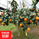 愛(ài)媛38號果凍橙樹(shù)苗紅美人苗58號柑桔樹(shù)橘子樹(shù)苗南北方種植柑橘苗 象山紅美人苗 精選6年苗（土球發(fā)）送3年苗1顆