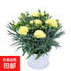 康乃馨苗花苗盆栽帶花苞母節禮物四季開(kāi)花室內陽(yáng)臺客廳綠植易成活 黃色-感恩有你 原盆