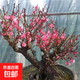 梅花盆栽老莊素心臘梅紅梅盆景庭院陽(yáng)臺耐寒植物室外花卉濃香型 8年紅梅盆景【帶造型】