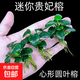 散裝金錢(qián)榕單棵水榕綁沉木粘石頭魚(yú)缸造景水草植物陰性新手好養活 迷你貴妃榕2棵
