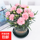 康乃馨苗花苗盆栽帶花苞母節禮物四季開(kāi)花室內陽(yáng)臺客廳綠植易成活 桃粉色-真摯的愛(ài) 原盆