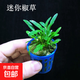 椒草系列水草陰性中前景水草好養無(wú)需二氧化碳魚(yú)缸草缸裝飾造景 迷你椒一杯
