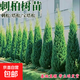 塔柏樹(shù)苗柏樹(shù)苗松柏蜀檜側柏圓柏松樹(shù)寶塔松龍柏苗四季青耐寒耐旱 精品塔柏【80-1米高】【帶土發(fā)貨】送肥料