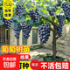葡萄樹(shù)苗特大巨峰無(wú)籽陽(yáng)光玫瑰葡萄苗藍寶石南爬藤北方種當年結果 巨峰20年大苗