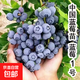 帶果帶土球發(fā)貨藍莓苗藍莓樹(shù)苗盆栽地栽藍梅多年生當年結果 藍莓一號 5年苗【當年結果多】