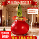 朱頂紅蠟球新年禮物蠟封年宵花種植盆栽【鴻運當頭】禮盒植物創(chuàng  )意 周長(cháng)30-32CM紅球單個(gè)