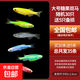 斑馬魚(yú)燈科魚(yú)大號活體冷淡水新練手好養紅綠燈小型熱帶觀(guān)賞金魚(yú)苗 糖果斑馬30送5備損 （6種顏色都有）