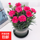 康乃馨苗花苗盆栽帶花苞母節禮物四季開(kāi)花室內陽(yáng)臺客廳綠植易成活 深粉色-情思念 原盆