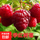 樹(shù)莓苗雙季覆盆子果樹(shù)苗盆栽地栽南北方種植當年結果紅黃黑樹(shù)莓苗 雙季紅樹(shù)莓當年結果