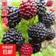樹(shù)莓苗雙季覆盆子果樹(shù)苗盆栽地栽南北方種植當年結果紅黃黑樹(shù)莓苗 黑樹(shù)莓當年結果
