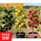樹(shù)莓苗雙季覆盆子果樹(shù)苗盆栽地栽南北方種植當年結果紅黃黑樹(shù)莓苗 5年苗苗品種備注