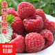 樹(shù)莓苗雙季覆盆子果樹(shù)苗盆栽地栽南北方種植當年結果紅黃黑樹(shù)莓苗 澳洲紅樹(shù)莓當年結果