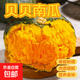 正宗貝貝南瓜新鮮包郵板栗味小南瓜老瓜嬰兒孕婦粉糯香甜輔食大果 單果重250g以上凈重 1斤