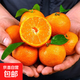 正宗高山砂糖橘當季新鮮橘子超甜小桔子水果桔子整箱 砂糖橘帶箱9斤