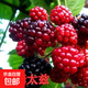 樹(shù)莓苗雙季覆盆子果樹(shù)苗盆栽地栽南北方種植當年結果紅黃黑樹(shù)莓苗 哈瑞太茲當年結果