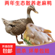 皖南地區生態(tài)散養兩年老麻鴨新鮮現殺純糧喂養冷鏈發(fā)貨整鴨 2斤以上（2-2.2斤）