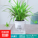 金邊吊蘭盆栽綠植花卉室內去除甲醛凈化空氣四季常綠辦公寬葉植物 中盆金邊吊蘭【早安盆】