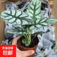 白犀牛海芋稀有入門(mén)植物盆栽辦公室室內桌面好養觀(guān)葉網(wǎng)紅北歐綠植 白犀牛一盆3-5片葉子 、原盆原土