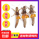 當季新鮮速凍全母螞蚱去翅帶卵籽蝗蟲(chóng)雌螞蚱蚱蜢東亞飛蝗蟲(chóng) 全母帶籽去翅螞蚱2斤