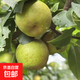 京喜加青皮皇冠梨青皇冠青皮蜜梨翠冠梨水果酥脆皇冠梨璽陽(yáng)新38 帶箱3斤