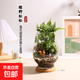 【綠野松松】微景觀(guān)創(chuàng  )意桌面苔蘚綠植造景好養生態(tài)瓶節日送禮好物 【綠野松松】高透玻璃生態(tài)瓶