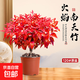 火焰南天竹盆栽客廳室內綠植紅葉桌面盆景小矮樁特級樹(shù)苗四季好養 火焰南天竹120+原盆