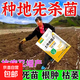 農用土壤殺菌土傳病害專(zhuān)用快速消毒殺菌土壤抗重茬根腐微生物菌劑 土傳病菌清500克*5袋