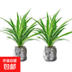 金邊吊蘭盆栽綠植花卉室內去除甲醛凈化空氣四季常綠辦公寬葉植物 【特價(jià)2盆】中盆金邊吊蘭【不含盆】