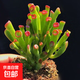 多肉植物發(fā)財樹(shù)吸財樹(shù)大棵老樁庭院盆栽陽(yáng)臺花卉好養活筒葉花月 吸財樹(shù)7-9厘米高 不含盆