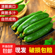 壽光水果黃瓜小黃瓜生吃脆嫩清甜涼拌蘸醬乳瓜農家自種現摘現發(fā) 1斤