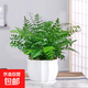 吉姆蕨盆栽蕨類(lèi)植物懶人室內客廳盆栽辦公室綠植好養四季耐陰常綠 吉姆蕨30-40厘米+白蓮陶瓷盆