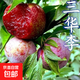 正宗大果三華李苗紅心李子嫁接苗早晚熟樹(shù)苗脆當年結果南北方種植 六年苗 買(mǎi)一送一（2棵裝）結果超多 81cm(含)-110cm(含)