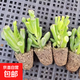 多肉植物發(fā)財樹(shù)吸財樹(shù)大棵老樁庭院盆栽陽(yáng)臺花卉好養活筒葉花月 吸財樹(shù)穴盤(pán)苗1棵 不含盆