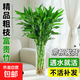 富貴竹水養客廳帶根水培植物盆栽土招財大寬葉富貴竹粗竹加粗竹子 【帶根富貴竹10棵 高80公分左右
