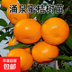 涌泉蜜桔果樹(shù)樹(shù)苗嫁接桔子苗盆栽地栽南北方種植橘子樹(shù)苗當年結果 推薦5年苗當年結果