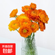 洋牡丹花毛茛重瓣云南鮮花直發(fā)居家插花花苞情人節禮物新年裝飾 橙色洋牡丹10枝
