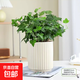 常春藤盆栽綠植室內桌面陽(yáng)臺凈化空氣除醛耐陰好養活常青吊蘭植物 常春藤（圓柱小豎紋陶瓷盆）