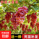 新品種爬藤王大粒無(wú)籽葡萄樹(shù)苗抗寒南方北方種植盆栽地栽當年結果 8年苗 買(mǎi)一送一