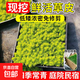 黃金佛甲草草皮金葉甲佛草苗盆栽室外庭院耐寒耐凍綠植物四季常青 佛甲草6盤(pán)方盤(pán)40x40