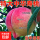 嫁接中華壽桃樹(shù)苗特大冬桃樹(shù)果苗盆栽地栽北南方庭院種植當年結果 四年苗 買(mǎi)一送一（2棵裝）當年結果 81cm(含)-110cm(含)