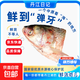 丹江湖生態(tài)白鰱魚(yú)頭南水北調胖頭魚(yú)新鮮速凍魚(yú)頭真空包裝京東直發(fā) 丹江湖生態(tài)鰱魚(yú)頭1.5斤