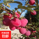 耐寒果樹(shù)雞心果小蘋(píng)果樹(shù)苗海棠果花紅果樹(shù)冬紅果樹(shù)苗南北方種植 優(yōu)質(zhì)  雞心海棠【6年苗】當年結果一級苗 80cm(含)-89cm(含)