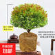 小葉赤楠老樁盆景樹(shù)苗辦公室內外桌面綠植物四季好養陽(yáng)臺盆栽花卉 五年老樁赤楠【土球-不帶盆】 帶盆栽好