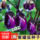 江西茄子苗秧苗嫁接青茄子苗老品種帶土大紅袍四季樹(shù)燒烤白色四川 江西本地茄子苗5顆